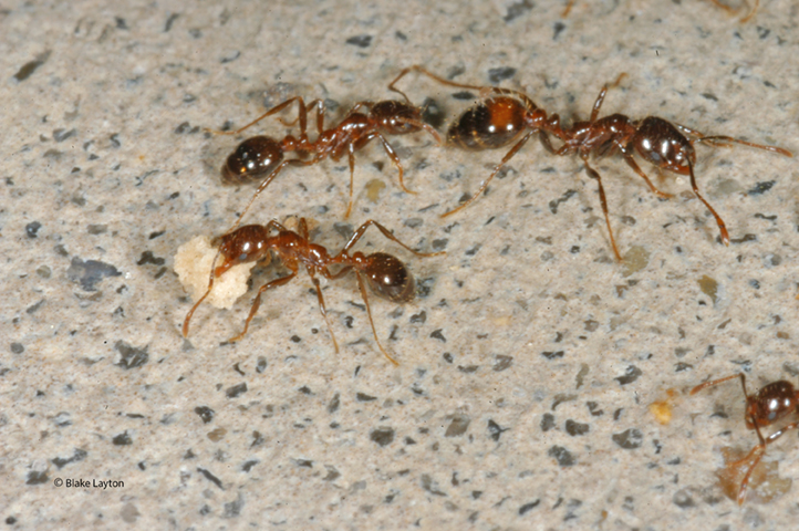 a fire ant worker carrying a piece of granular fire ant bait.